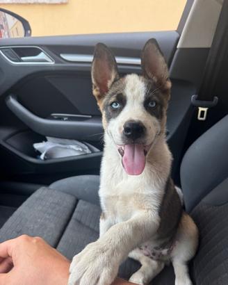 Cucciolo di 4 mesi