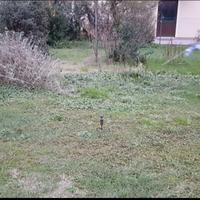 caccia giostra 