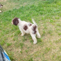 Lagotto cucciolo maschio