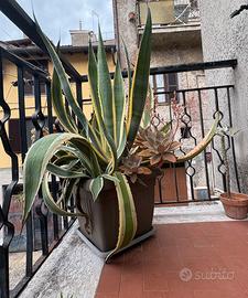 Pianta Agave
