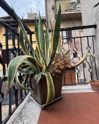 Pianta Agave