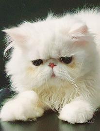 gatto persiano ipertipico maschio 
