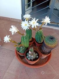 piante grasssa