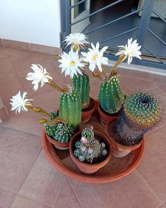 piante grasssa