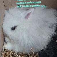 Coinigli cuccioli entra e leggi