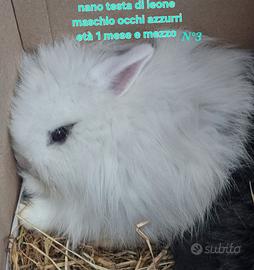 Coinigli cuccioli entra e leggi