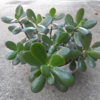 Crassula ovata