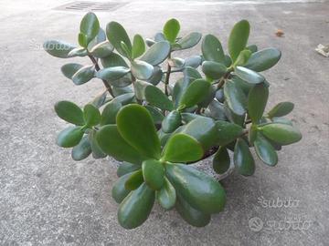 Crassula ovata