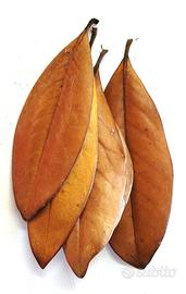 Foglie ornamentali tropicali
