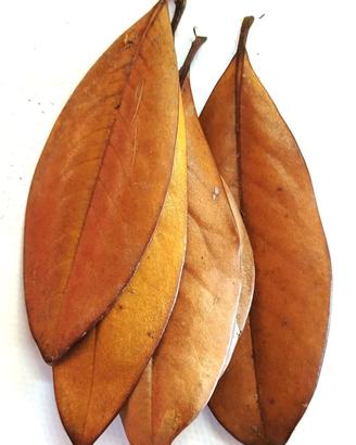 Foglie ornamentali tropicali