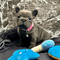 Cucciola Bulldog Francese BLUE