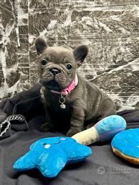 Cucciola Bulldog Francese BLUE