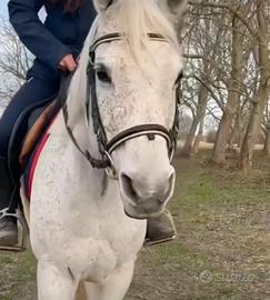 Doppia Pony/cavallina