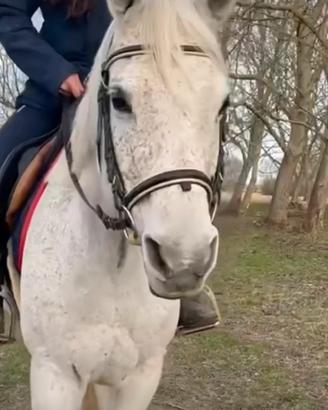 Doppia Pony/cavallina