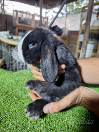 Conigli ariete nano