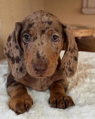 Bassotti cuccioli