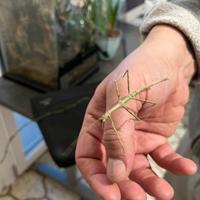 Insetti stecco Bacillus Rossius