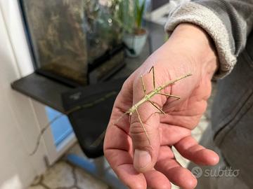 Insetti stecco Bacillus Rossius