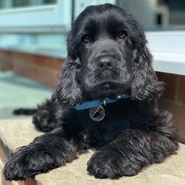 Cucciole cooker spaniel inglese