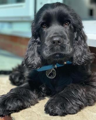 Cucciole cooker spaniel inglese