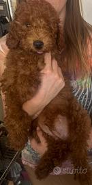 Cucciolo barbone nano