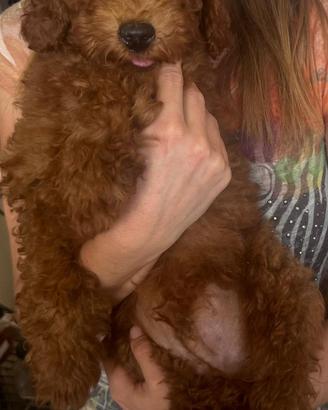 Cucciolo barbone nano