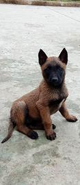 Pastore belga Malinois