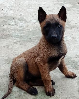 Pastore belga Malinois