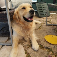 Golden retriever maschio 3 anni accoppiamento