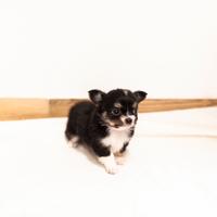 Cuccioli chihuahua pelo lungo