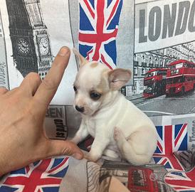 Chihuahua Maschio, dimensione mini toy