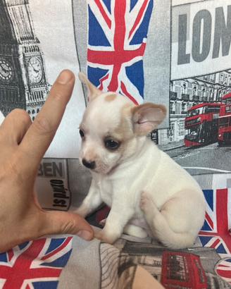 Chihuahua Maschio, dimensione mini toy