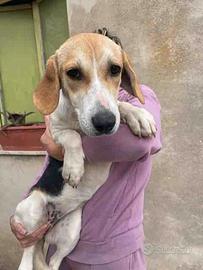 Cucciolo cane femmina adotta vaccinati bravi casa