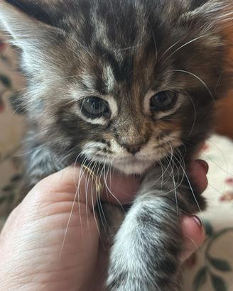 Cuccioli di MaineCoon