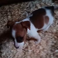 Splendidi cuccioli di Jack Russell terrier