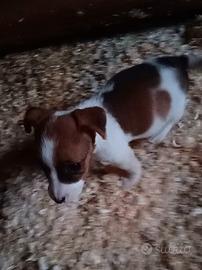 Splendidi cuccioli di Jack Russell terrier