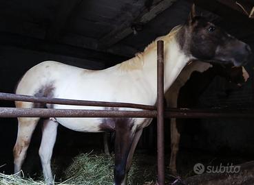 Puledro Paint