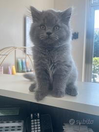 Gatti Scottish pelo lungo