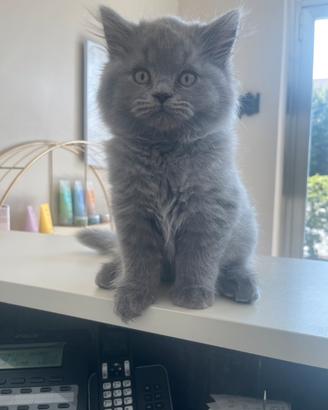 Gatti Scottish pelo lungo
