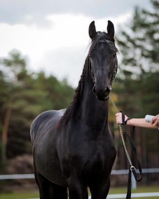 Castrone frisone - Amleth R. Scuderia Imperial