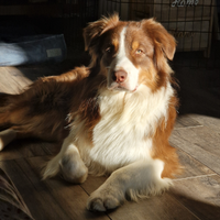 Pastore Australiano per monta