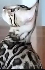 Gatti bengala