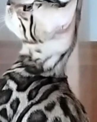 Gatti bengala