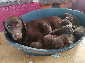 Cuccioli di labrador chocolaté