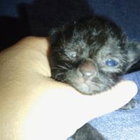 Gattini inc norvegese/persiano