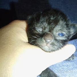 Gattini inc norvegese/persiano