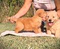 golden-retriever-linea-americana-maschietto
