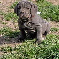 Mastino napoletano