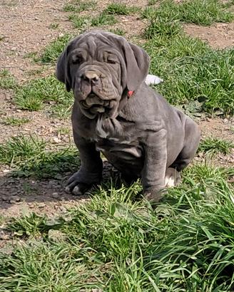 Mastino napoletano
