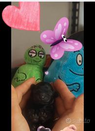 Barboncino toy